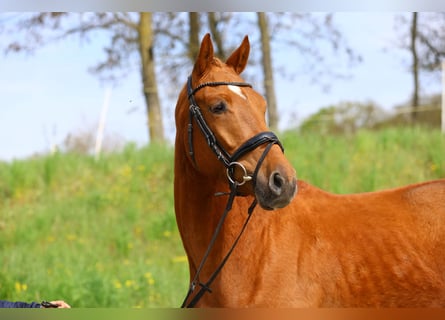 Trakehnare, Valack, 3 år, 163 cm, fux