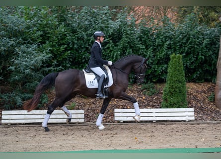 Trakehnare, Valack, 3 år, 166 cm, Svart