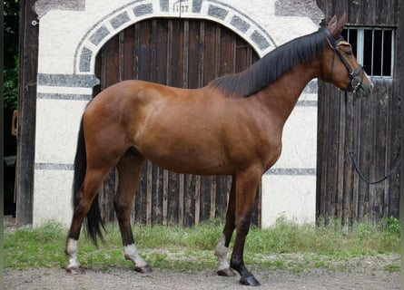 Trakehnare, Valack, 3 år, 168 cm, Brun