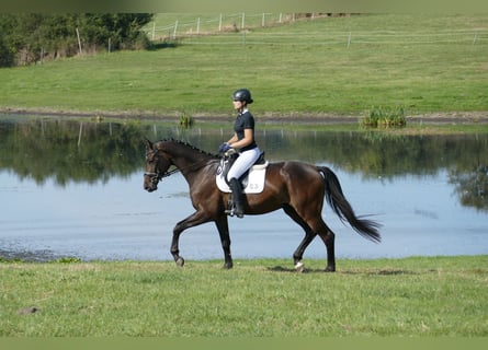 Trakehner, Wallach, 3 Jahre, 169 cm, Dunkelbrauner