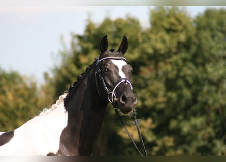 Trakehner, Wallach, 4 Jahre, 164 cm, Schecke