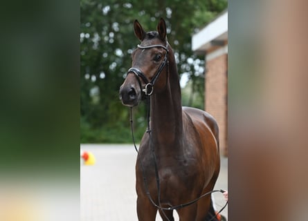 Trakehnare, Valack, 4 år, 172 cm, Mörkbrun