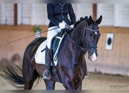 Trakehnare, Valack, 7 år, 176 cm, Svart