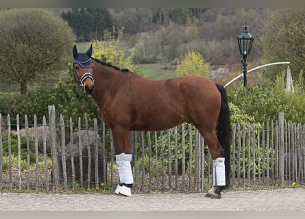 Trakehner, Caballo castrado, 10 años, 160 cm, Castaño
