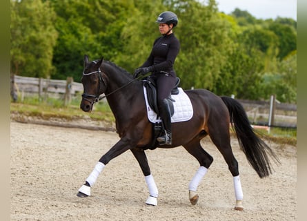 Trakehner, Caballo castrado, 10 años, 160 cm, Castaño oscuro