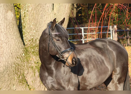 Trakehner, Caballo castrado, 10 años, 165 cm, Castaño oscuro