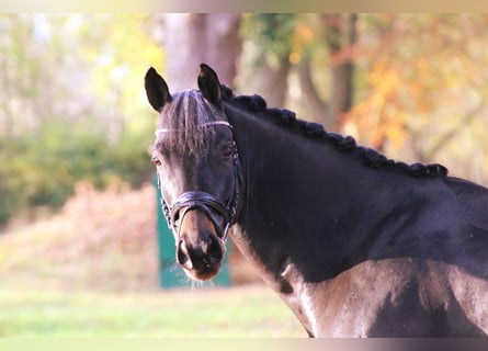 Trakehner, Caballo castrado, 10 años, 165 cm, Castaño oscuro