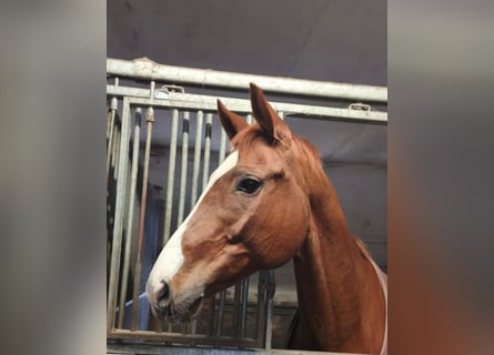 Trakehner, Caballo castrado, 11 años, 163 cm, Alazán