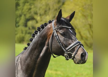 Trakehner, Caballo castrado, 11 años, 166 cm, Castaño