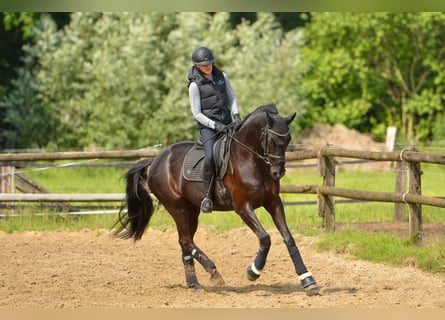 Trakehner, Caballo castrado, 12 años, 170 cm, Negro