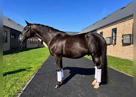 Trakehner, Caballo castrado, 13 años, 167 cm, Negro