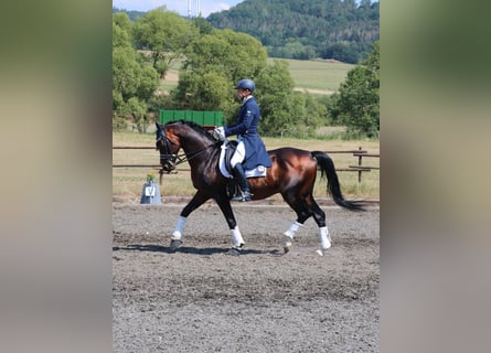 Trakehner, Caballo castrado, 19 años, 165 cm, Castaño