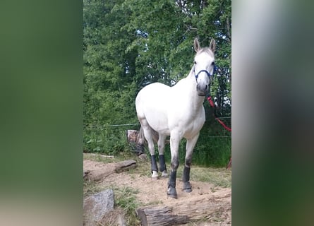 Trakehner, Caballo castrado, 20 años, 165 cm, Tordo