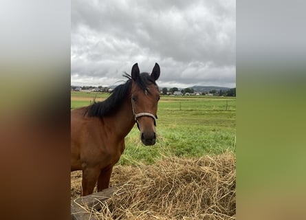 Trakehner, Caballo castrado, 2 años, 160 cm, Castaño