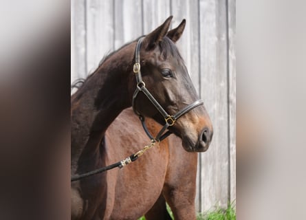 Trakehner, Caballo castrado, 2 años, 160 cm, Castaño oscuro