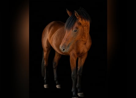 Trakehner, Caballo castrado, 2 años, 162 cm, Castaño