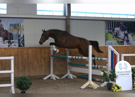 Trakehner, Caballo castrado, 2 años, 164 cm, Castaño