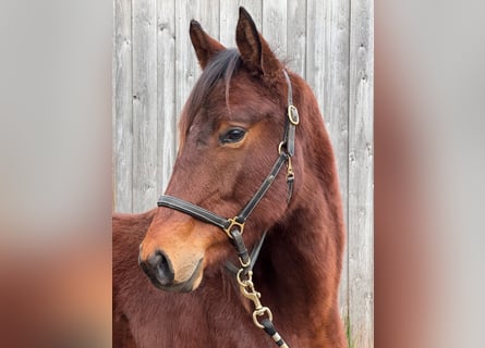 Trakehner, Caballo castrado, 2 años, 165 cm, Castaño