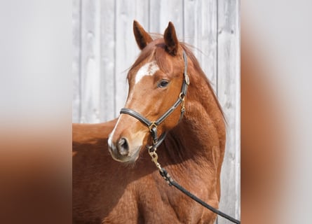 Trakehner, Caballo castrado, 2 años, 167 cm, Alazán