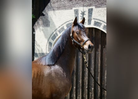 Trakehner, Caballo castrado, 2 años, 168 cm, Castaño