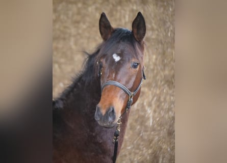 Trakehner, Caballo castrado, 2 años, 168 cm, Castaño