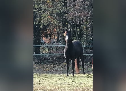 Trakehner, Caballo castrado, 2 años, 169 cm, Negro