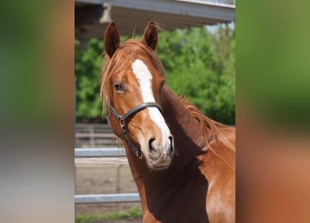 Trakehner, Caballo castrado, 2 años, 170 cm, Alazán