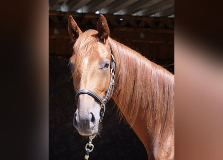 Trakehner, Caballo castrado, 2 años, 170 cm, Alazán-tostado