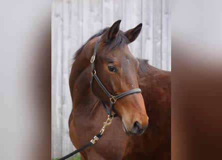 Trakehner, Caballo castrado, 2 años, 172 cm, Castaño