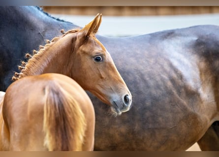 Trakehner, Caballo castrado, 2 años, Alazán
