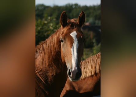 Trakehner, Caballo castrado, 2 años, Alazán-tostado