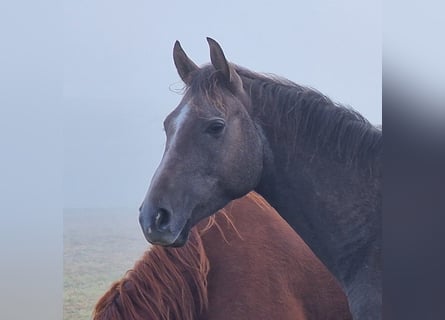 Trakehner, Caballo castrado, 3 años, 161 cm, Tordo