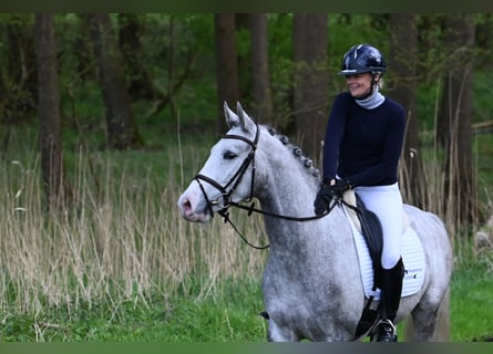 Trakehner, Caballo castrado, 3 años, 163 cm, Tordo