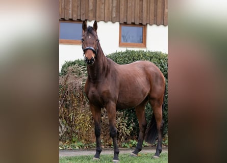 Trakehner, Caballo castrado, 3 años, 164 cm