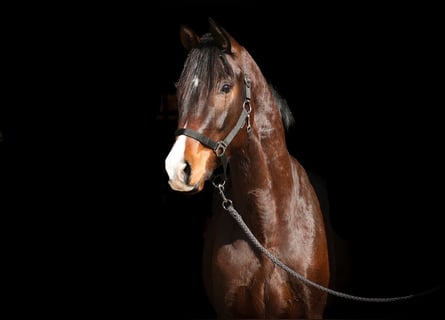 Trakehner, Caballo castrado, 3 años, 164 cm, Castaño