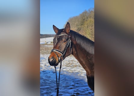 Trakehner, Caballo castrado, 3 años, 164 cm, Castaño oscuro