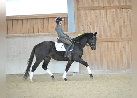 Trakehner, Caballo castrado, 3 años, 164 cm, Morcillo