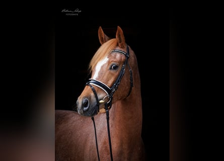 Trakehner, Caballo castrado, 3 años, 165 cm, Alazán