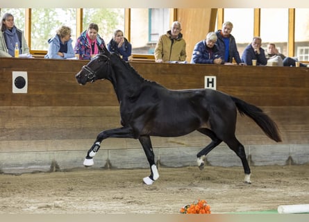 Trakehner, Caballo castrado, 3 años, 165 cm, Morcillo