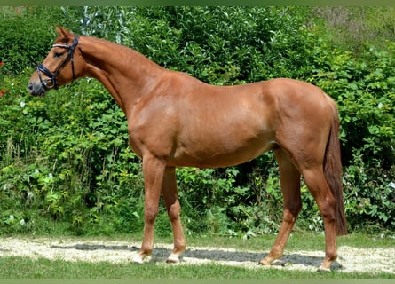 Trakehner, Caballo castrado, 3 años, 166 cm