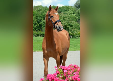 Trakehner, Caballo castrado, 3 años, 166 cm