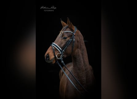 Trakehner, Caballo castrado, 3 años, 166 cm, Castaño