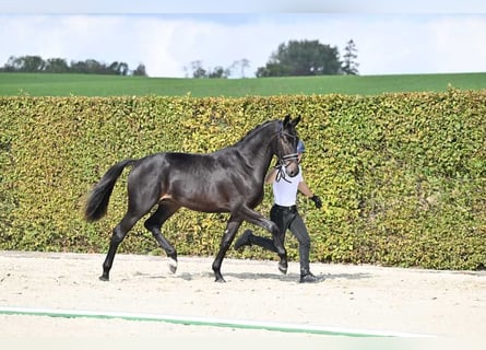 Trakehner, Caballo castrado, 3 años, 166 cm, Castaño oscuro