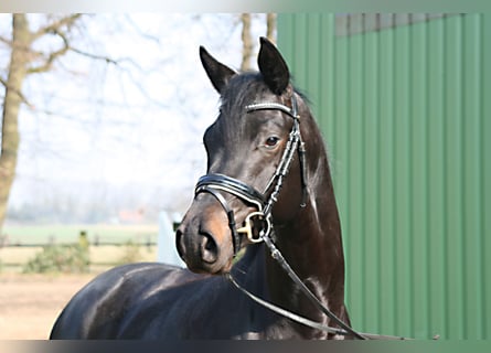 Trakehner, Caballo castrado, 3 años, 166 cm, Castaño oscuro