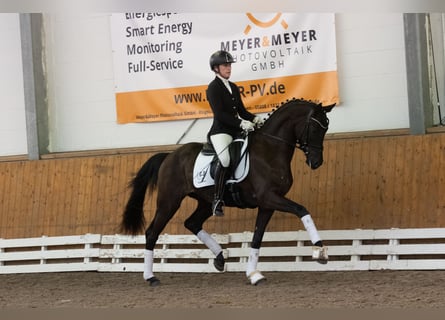 Trakehner, Caballo castrado, 3 años, 166 cm, Negro