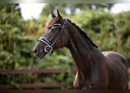 Trakehner, Caballo castrado, 3 años, 167 cm, Negro