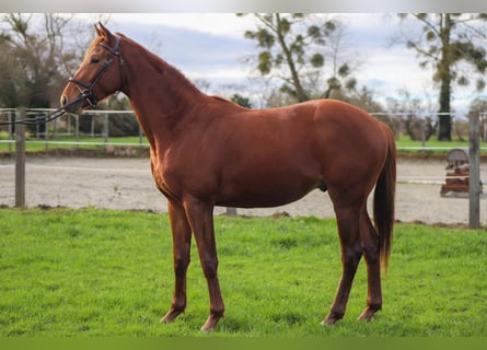 Trakehner, Caballo castrado, 3 años, 168 cm, Alazán