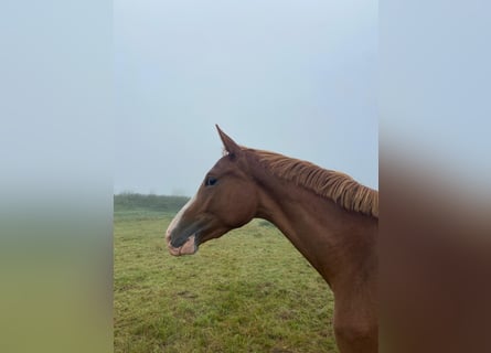 Trakehner, Caballo castrado, 3 años, 168 cm, Alazán