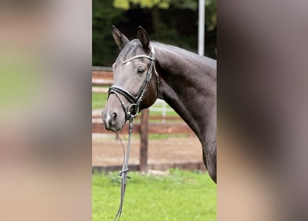 Trakehner, Caballo castrado, 3 años, 168 cm, Morcillo