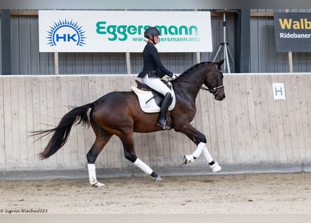 Trakehner, Caballo castrado, 3 años, 169 cm, Castaño